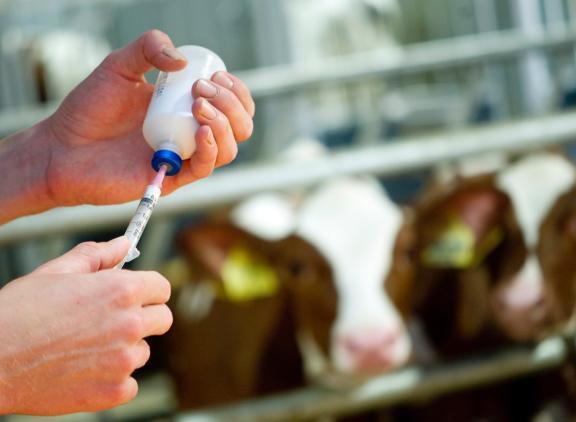 Met de sneltest kunnen de onderzoekers op moleculair niveau sporen van antibiotica terugvinden