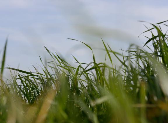 De verteringscoëfficiënt en VEM-waarde van vers gras lopen deze week al weer wat terug