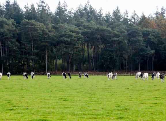 Het aanpassen van dergotatievrije zones rondom Natura 2000-gebieden zorgt voor iets meer mestplaatsingsruimte
