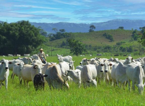 Nelores in Brazilië