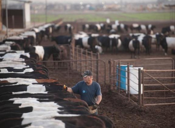Farmaceuten Elanco en Medgene werken samen aan een vogelgriepvaccin voor melkvee