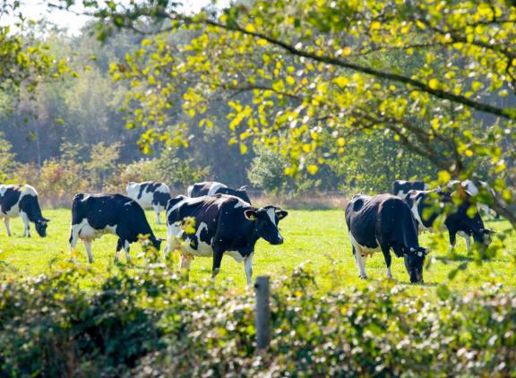 Met name de schietwilg, gewone es en esdoorn bleken hoge opbrengsten per tak te leveren en goede voederwaardes te hebben