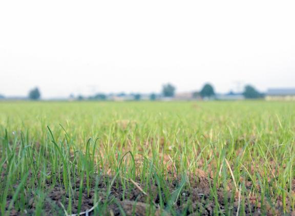 Op de Aanbevelende Rassenlijst zijn rassen Engels raaigras van ILVO, Barenbrug, DLV en DSV toegevoegd
