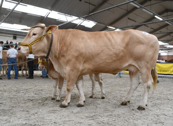 Orchidée (v. Fromant), reservekampioene vrouwelijk ouder dan 3 jaar