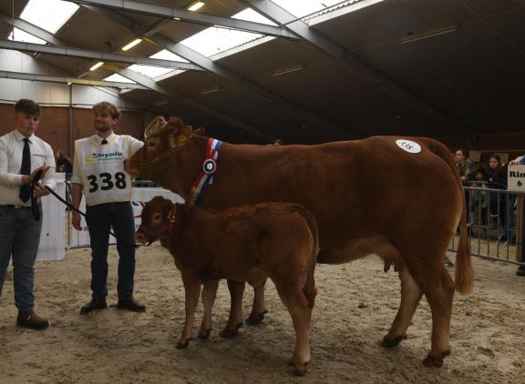 De rubriek zoogstellen, gewonnen door de latere dagkampioene Palma P van ’t Hoogeveld met haar kalf Aphrodite van ’t Hoogeveld, was het spektakelstuk van de Limousinkeuring.