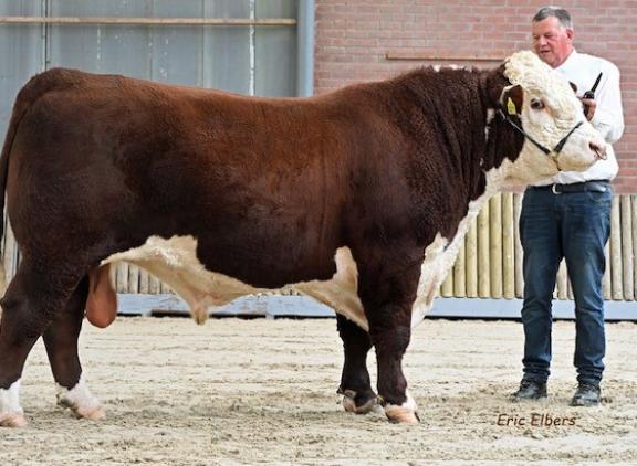 Denemarken afkomstige Nordbeak Endure S 295 P (v. Endure R 196) won te titel bij de volwassen stieren