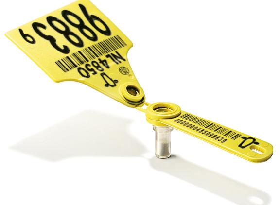 Veehouders die na 1 januari een verloren oormerk bestellen voor een dier dat voor 1 januari 2026 geboren is, krijgen nog gewoon een oormerk met een levensnummer van 9 cijfers