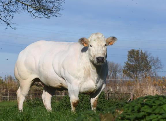 Glorieuse de Halma (v. Darko), nationaal kampioene vrouwelijk tijdens de NVM 2025