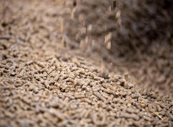 In Nederland neemt de rundveevoerproductie dit jaar naar verwachting 5 procent af