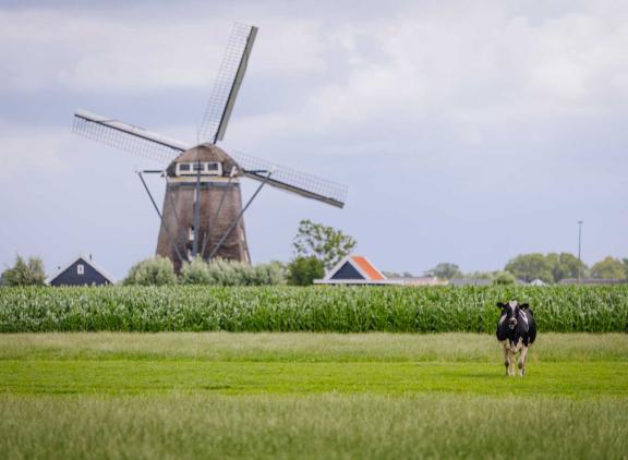De gemiddelde prijs van grasland steeg in 2025 met ruim 10.000 euro naar 86.400 euro per hectare