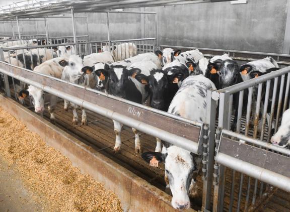  Sectordeskundigen van Rabobank verwachten dat de productie van de Nederlandse kalversector in 2040 met meer dan dertig procent zal zijn gedaald ten opzichte van 2023. Door schaalvergroting krimpt het aantal bedrijven met meer dan zestig procent