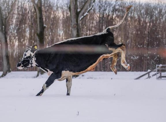 Een blije witrik rent door de sneeuw (foto: Tessa van Sterkenburg)