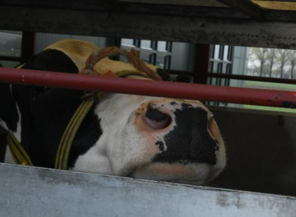 Onvoldoende aandacht voor bioveiligheid in veehandel en veetransport wordt gezien als de belangrijkste bron van besmetting van ibr-vrije bedrijven
