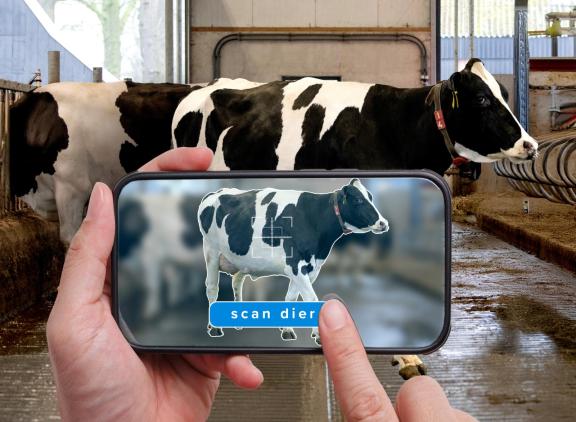 De app herkent koeien en kan ze indelen in gewichtsklassen (fictieve foto ter illustratie)