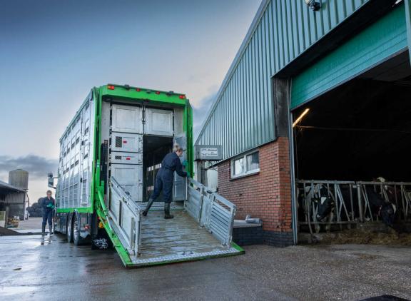 Dit jaar spoorde DGZ via aankooponderzoek al 195 ibr-dragers op twintig bedrijven op