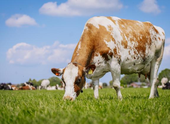 De eerste koeien weiden al weer op het etgroen van de tweede snede