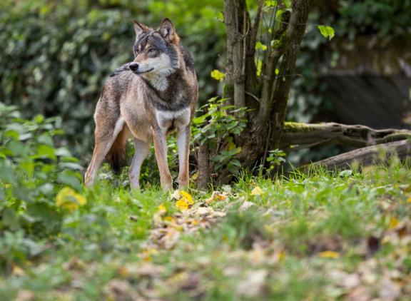 Vorig jaar zijn in Nederland 131 verschillende wolven geregistreerd op basis van DNA-onderzoek