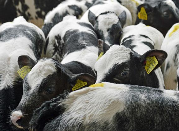 Het structureel krappere aanbod van kalveren resulteert in hogere prijzen voor nuchtere kalveren