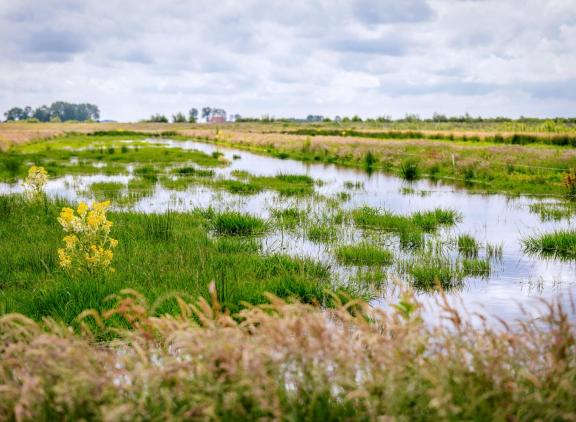 Van soorten knutten die vooral in natte natuur voorkomen, is betrokkenheid bij de verspreiding van blauwtong niet aangetoond