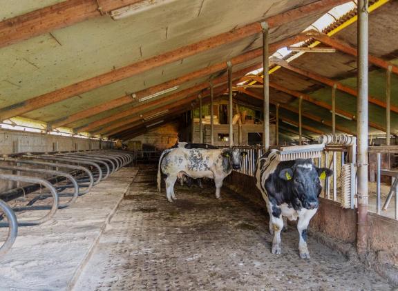 Volgens de onderzoekers levert het aanzuren van mest tot een pH van 5 tot 5,5 in de stal een emissiereductie van 35 procent op