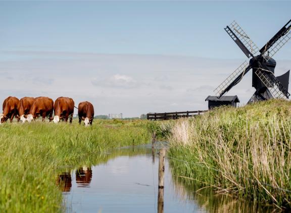 De regio Westelijk Holland krijgt te maken met de grootste relatieve stijging: een plus van 23 procent naar 940 euro per hectare