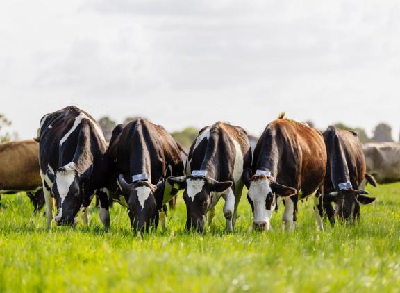 Draadloos weiden kan volgens de wetenschappers van het Louis Bolk Instituut bijdragen aan verhoging van de biodiversiteit