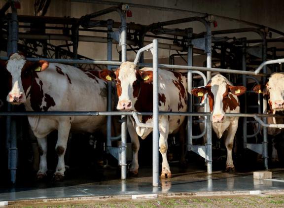 Besmette dieren krijgen onder meer te maken met melkproductiedaling, koorts en diarree (foto ter illustratie)