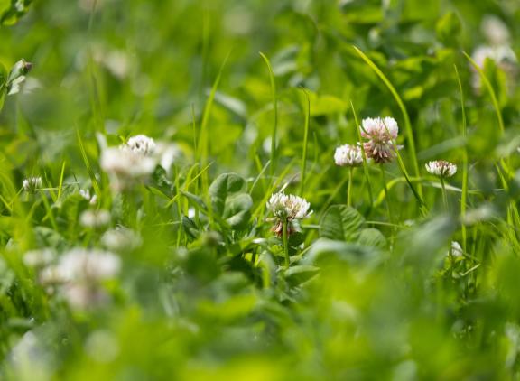 Klaver bleek gevoeliger voor de invloed van antibioticaresten dan gras