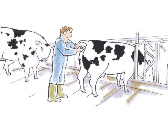 De melkveehouderij was in 2025 een van de sectoren met het hoogste risico op dodelijke ongevallen