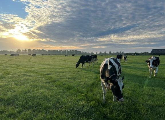 Regen en warmte zorgen voor een nieuwe opleving van de grasgroei