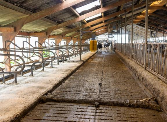Op basis van de veranderde mestsamenstelling verwacht de onderzoeker dat Kopros de ammoniakemissie vanuit de stal met minstens 30 procent verlaagt