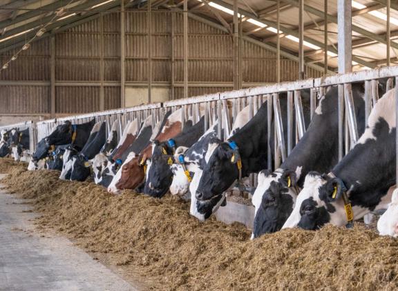 In totaal heeft DGZ op zestien Vlaamse bedrijven besmettingen met het shamonda-like-virus vastgesteld